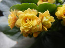 Yellow Kalanchoe (2013, January 27)