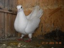 f 2009 - 27.01.2013