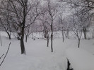 IARNA
