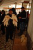 expo_acpara_duminica_2013_ (10)
