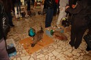 expo_acpara_duminica_2013_ (13)