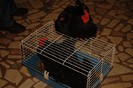 expo_acpara_duminica_2013_ (15)