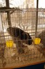 expo_acpara_duminica_2013_ (38)