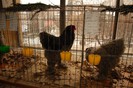 expo_acpara_duminica_2013_ (40)
