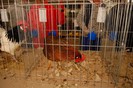 expo_acpara_duminica_2013_ (47)