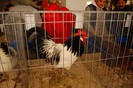 expo_acpara_duminica_2013_ (48)