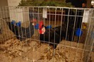 expo_acpara_duminica_2013_ (49)