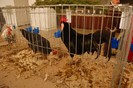 expo_acpara_duminica_2013_ (51)
