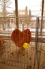 expo_acpara_duminica_2013_ (52)