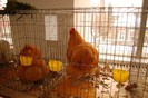 expo_acpara_duminica_2013_ (53)