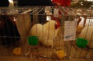 expo_acpara_duminica_2013_ (66)