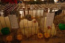 expo_acpara_duminica_2013_ (68)
