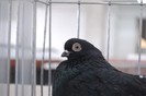 expo_acpara_duminica_2013_ (144)