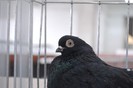expo_acpara_duminica_2013_ (145)