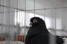expo_acpara_duminica_2013_ (146)