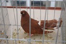 expo_acpara_duminica_2013_ (147)