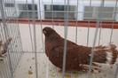 expo_acpara_duminica_2013_ (148)