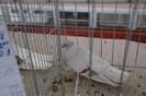 expo_acpara_duminica_2013_ (155)