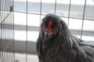 expo_acpara_duminica_2013_ (165)