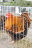 expo_acpara_duminica_2013_ (170)