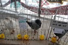 expo_acpara_duminica_2013_ (184)