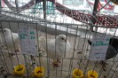 expo_acpara_duminica_2013_ (185)