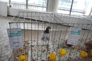 expo_acpara_duminica_2013_ (187)