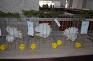 expo_acpara_duminica_2013_ (194)