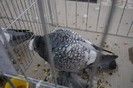 expo_acpara_duminica_2013_ (198)