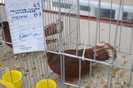 expo_acpara_duminica_2013_ (206)