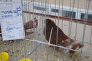 expo_acpara_duminica_2013_ (207)