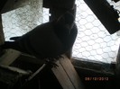 IMGP7922
