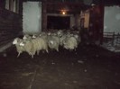 100/buc. (Tura)  la porumb