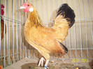 GAINA BANTAM COLUMBIA