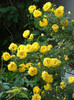 Rosa foetida-primit butasi de la Floralia si tr. inradacinat de la Oskar-multumesc!