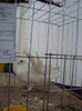 DSC03333