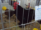 DSC03338