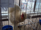 DSC03342