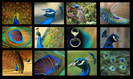 peacock-bird-collage