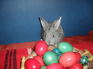 SAM_4824