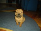 shar pei