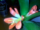 CLIVIA