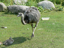 Rhea_americana_hamburg_zoo