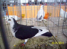 galatean