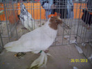 juc de botosani