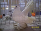 rostow