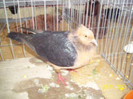 ghimper