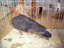 ghimper