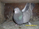 mascul 2009 vandut