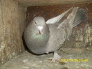 mascul 2009 vandut